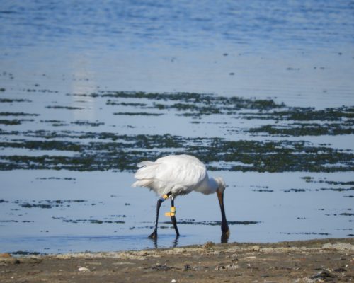 Espátula en la marisma de Barbate