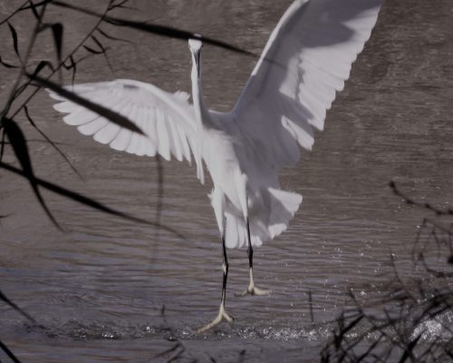 Garceta en la antigua laguna de La Janda