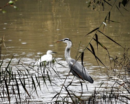 Garza real en la antigua laguna de La Janda