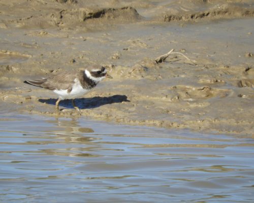 Chorlitejo patinegro en el arroyo Conilete