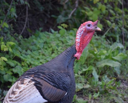 Pavo en El Soto, Vejer de la Fra.