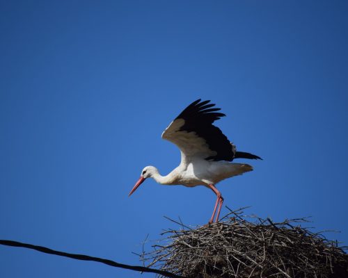 Cigüeña en El Soto, Vejer de la Fra.