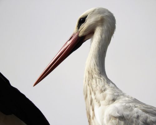Cigüeña en El Soto, Vejer de la Fra.