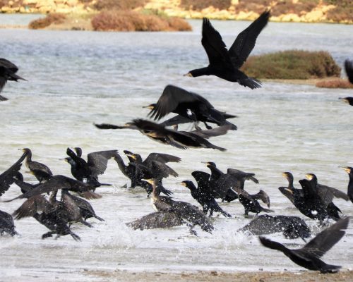 Cormoranes en la marisma de Barbate