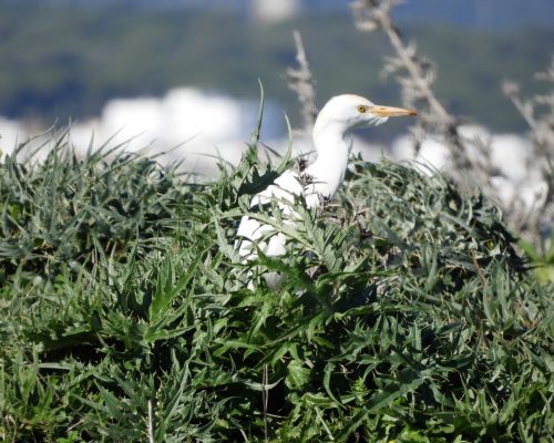 Garcilla bueyera en la marisma de Barbate