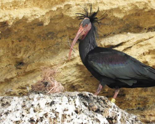 Ibis eremita en La Barca de Vejer de la Fra.
