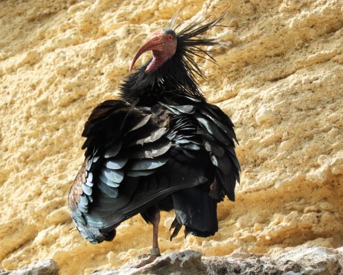 Ibis eremita en La Barca de Vejer de la Fra.