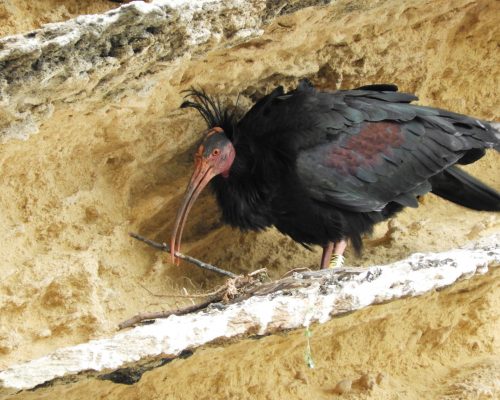 Ibis eremita en La Barca de Vejer de la Fra.