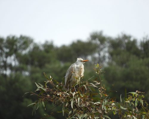Garcilla bueyera en La Barca de Vejer de la Frontera