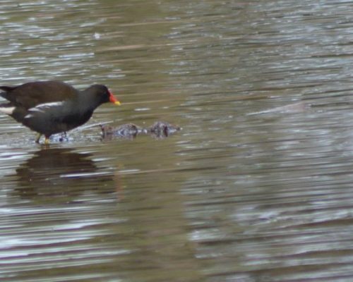 Gallineta común en Bonanza (Sanlúcar)