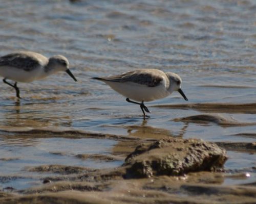 Correlimos tridáctilo en los corrales de Rota