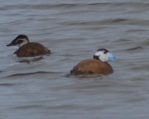 Malvasía cabeciblanca en Bonanza (Sanlúcar)