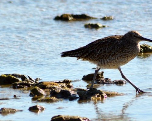 Zarapito trinador en los corrales de Rota