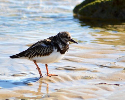 Vuelvepiedras en los corrales de Rota