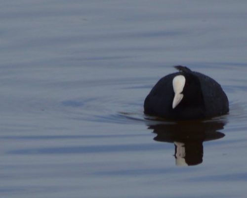 Focha común en Bonanza (Sanlúcar)