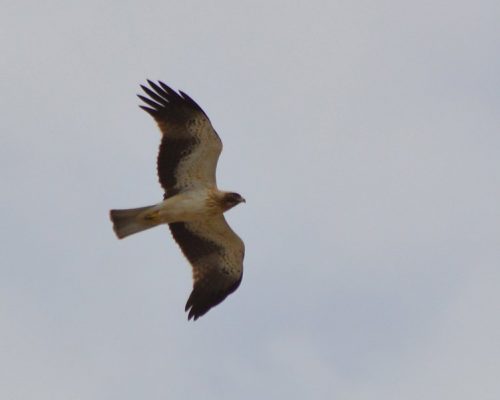 Águila calzada en Bonanza (Sanlúcar)