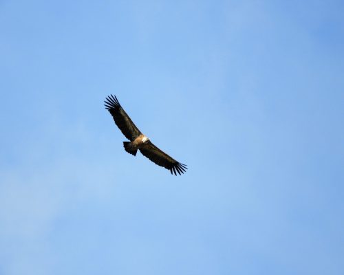 Buitre en la marisma de Barbate