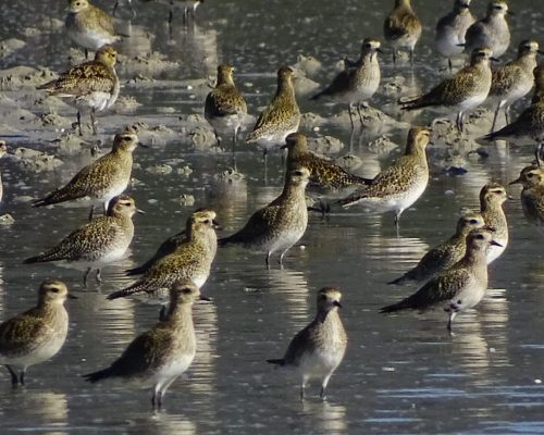Chorlitejos dorados en Galicia
