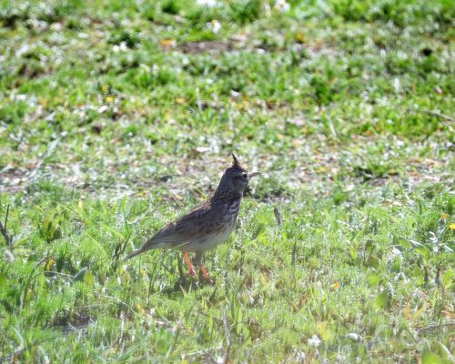 Cogujada en la marisma de Barbate