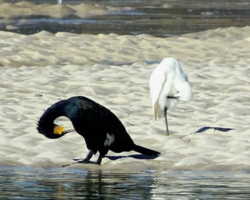 Cormorán y garceta grande en Galicia