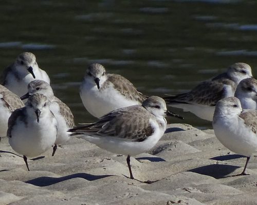 Correlimos tridáctilos en Galicia