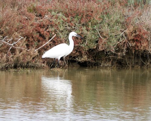 Garceta en el arroyo Conilete de El Palmar