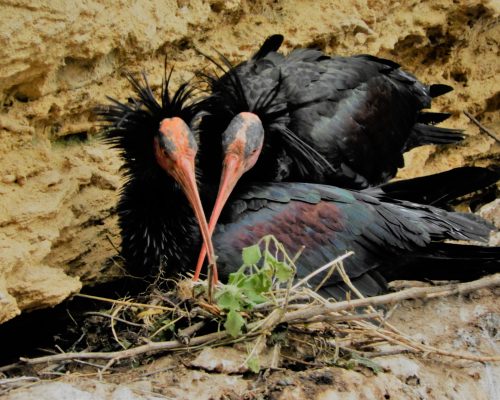 Ibis eremita en La Barca de Vejer de la Fra.