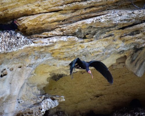 Ibis eremita en La Barca de Vejer de la Fra.