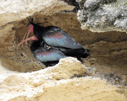 Ibis eremita en La Barca de Vejer de la Fra.