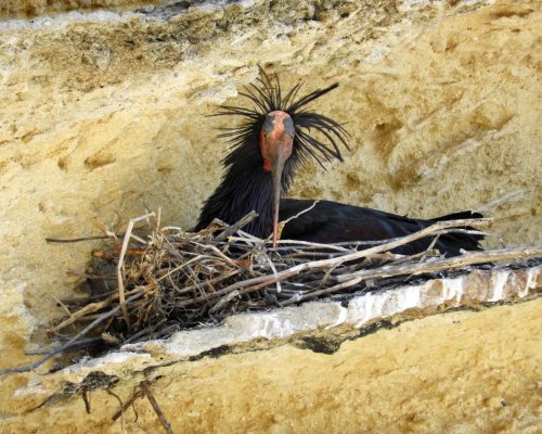 Ibis eremita en La Barca de Vejer de la Fra.