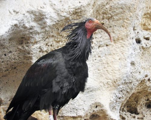 Ibis eremita en La Barca de Vejer de la Fra.