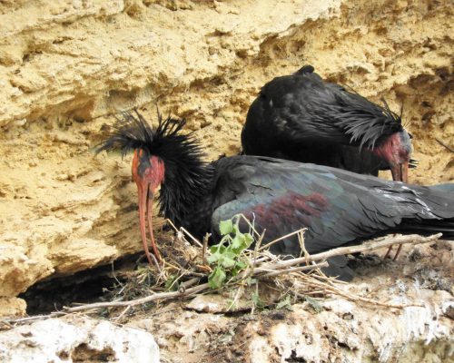Ibis eremita en La Barca de Vejer de la Fra.