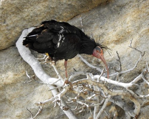 Ibis eremita en La Barca de Vejer de la Fra.