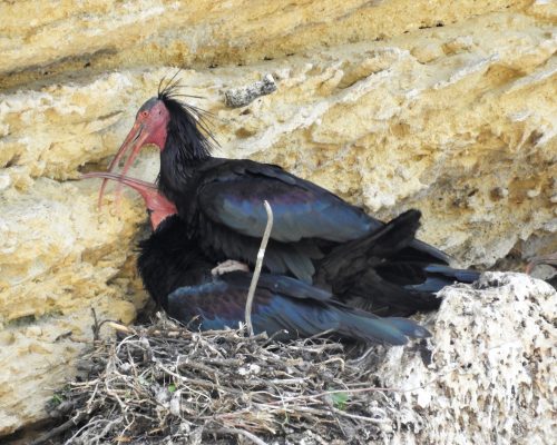 Pareja de ibis eremita en La Barca de Vejer
