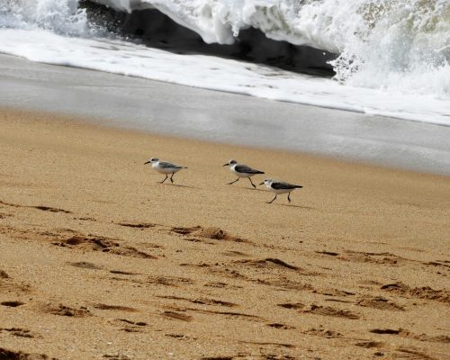 Charrán patinegro en la playa de El Palmar