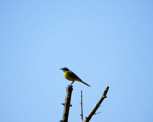 Lavandera boyera en la marisma de Barbate