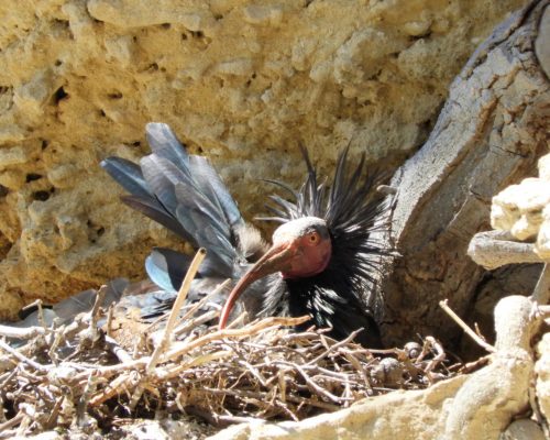Ibis eremita en la Barca de Vejer de la Fra.