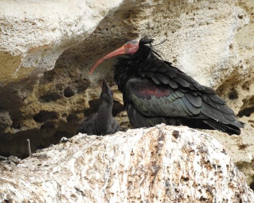 Ibis con cría en La Barca de Vejer de la Fra.