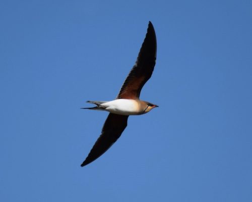 Canastera común en la marisma de Barbate