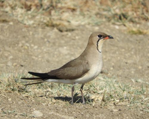 Canastera común en la marisma de Barbate
