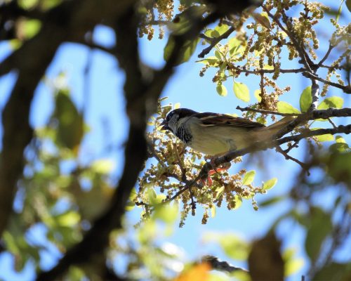 Jilguero lúgano en Vejer de la Fra.