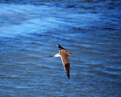 Canastera común en la marisma de Barbate
