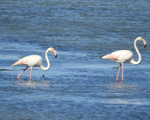 Flamencos en la marisma de Barbate