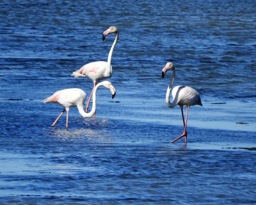 Flamencos en la marisma de Barbate