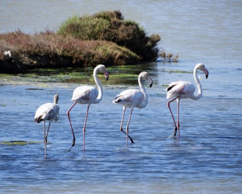 Flamencos en la marisma de Barbate