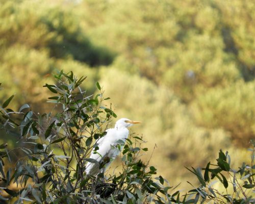 Garcilla bueyera en La Barca de Vejer de la Fra.