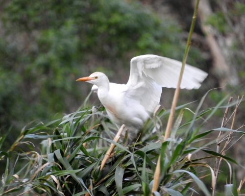 Garcilla bueyera en La Barca de Vejer de la Fra.