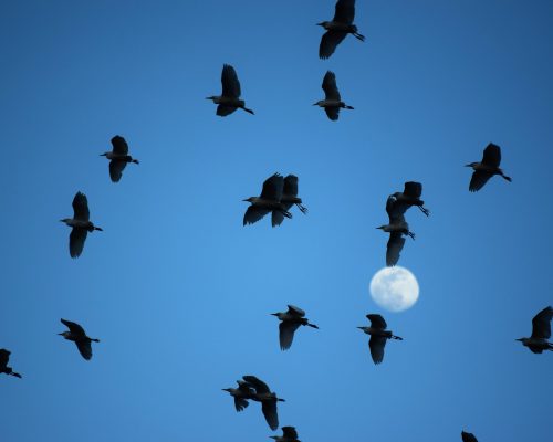 Garcillas bueyeras en La Barca de Vejer de la Fra.