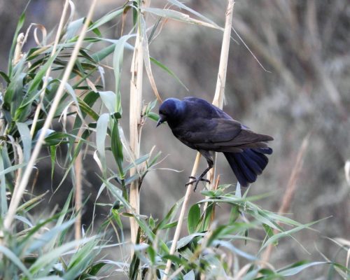 Grajilla en La Barca de Vejer de la Fra.