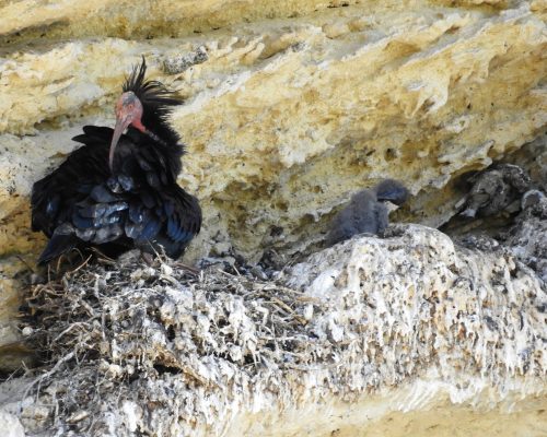 Ibis eremita con cría en La Barca de Vejer de la Fra.